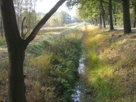 De Peel : NSG Mariapeel, Herbstimpressionen